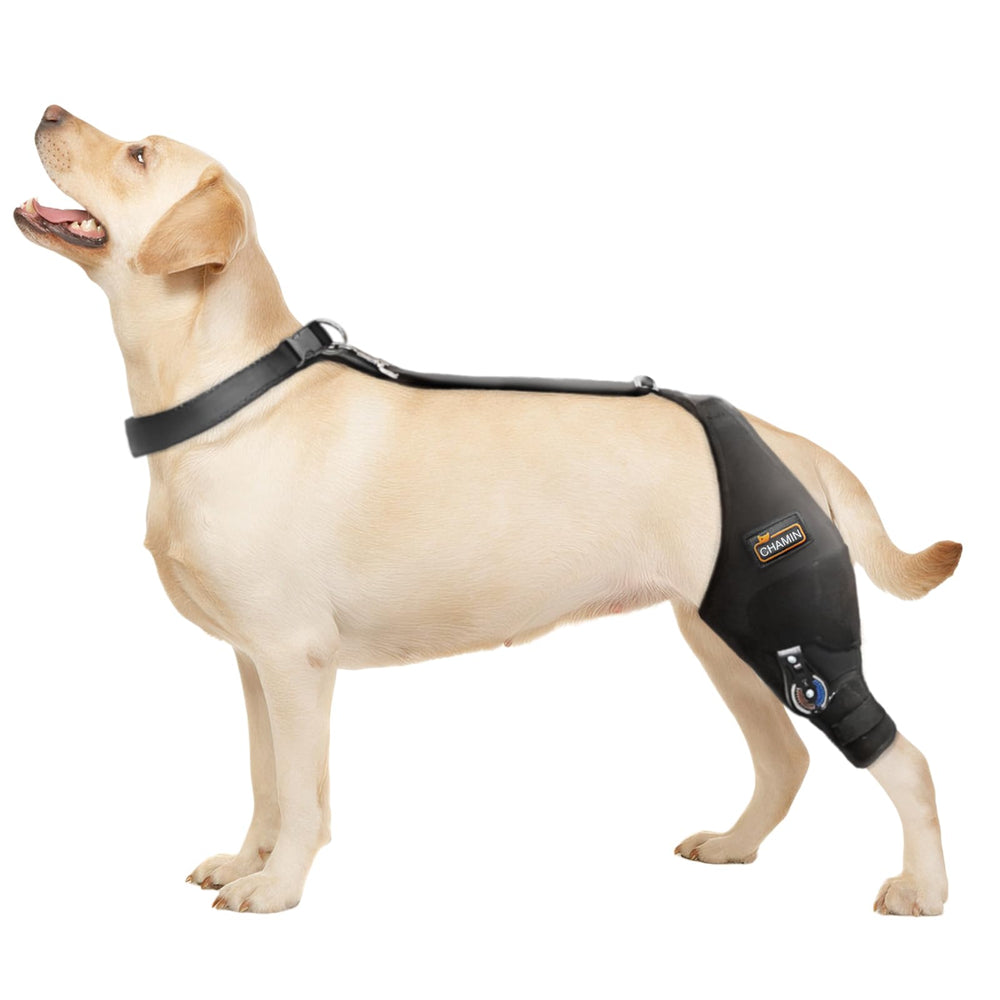 Rodilla CHAMIN para perro con bisagra ajustable, ofrece estabilidad al caminar