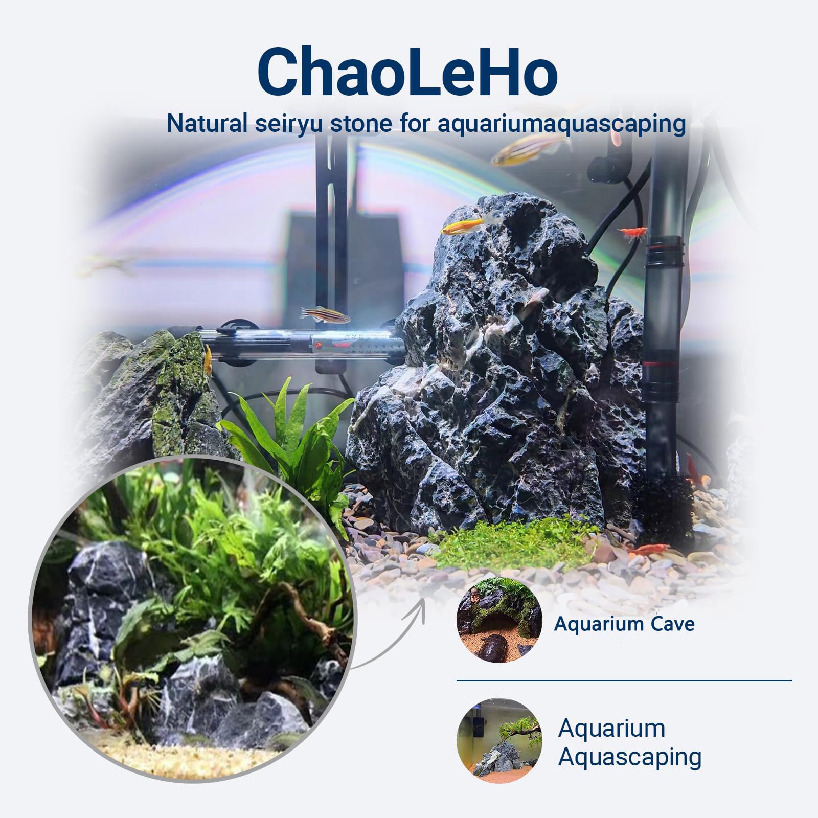 ChaoLeHo Seiryu: detalle único que aporta belleza y profundidad al acuario.