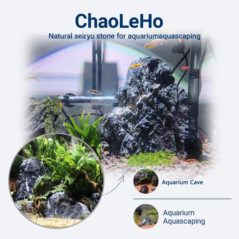 ChaoLeHo Seiryu: detalle único que aporta belleza y profundidad al acuario.