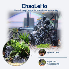 ChaoLeHo Seiryu: detalle único que aporta belleza y profundidad al acuario.