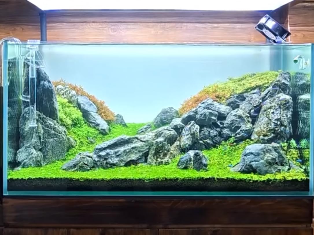 ChaoLeHo Seiryu: pieza de acuario que destaca sin alterar el agua.