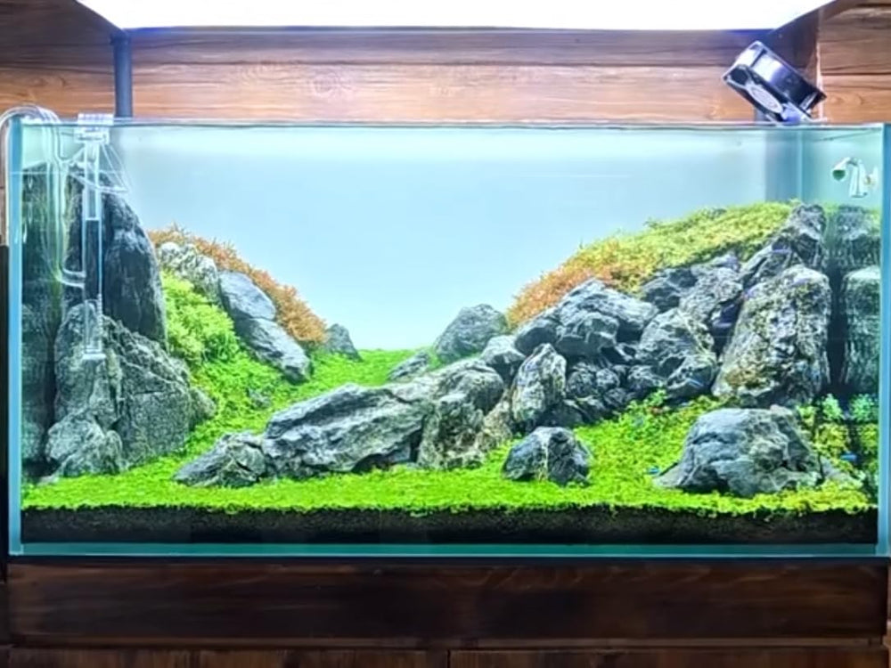 ChaoLeHo Seiryu: pieza de acuario que destaca sin alterar el agua.