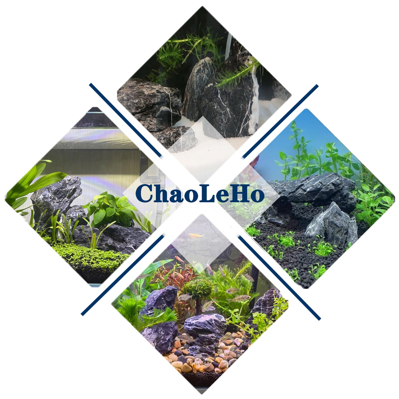 ChaoLeHo Seiryu: uso versátil en terrarios, cajas ecológicas y decoraciones.