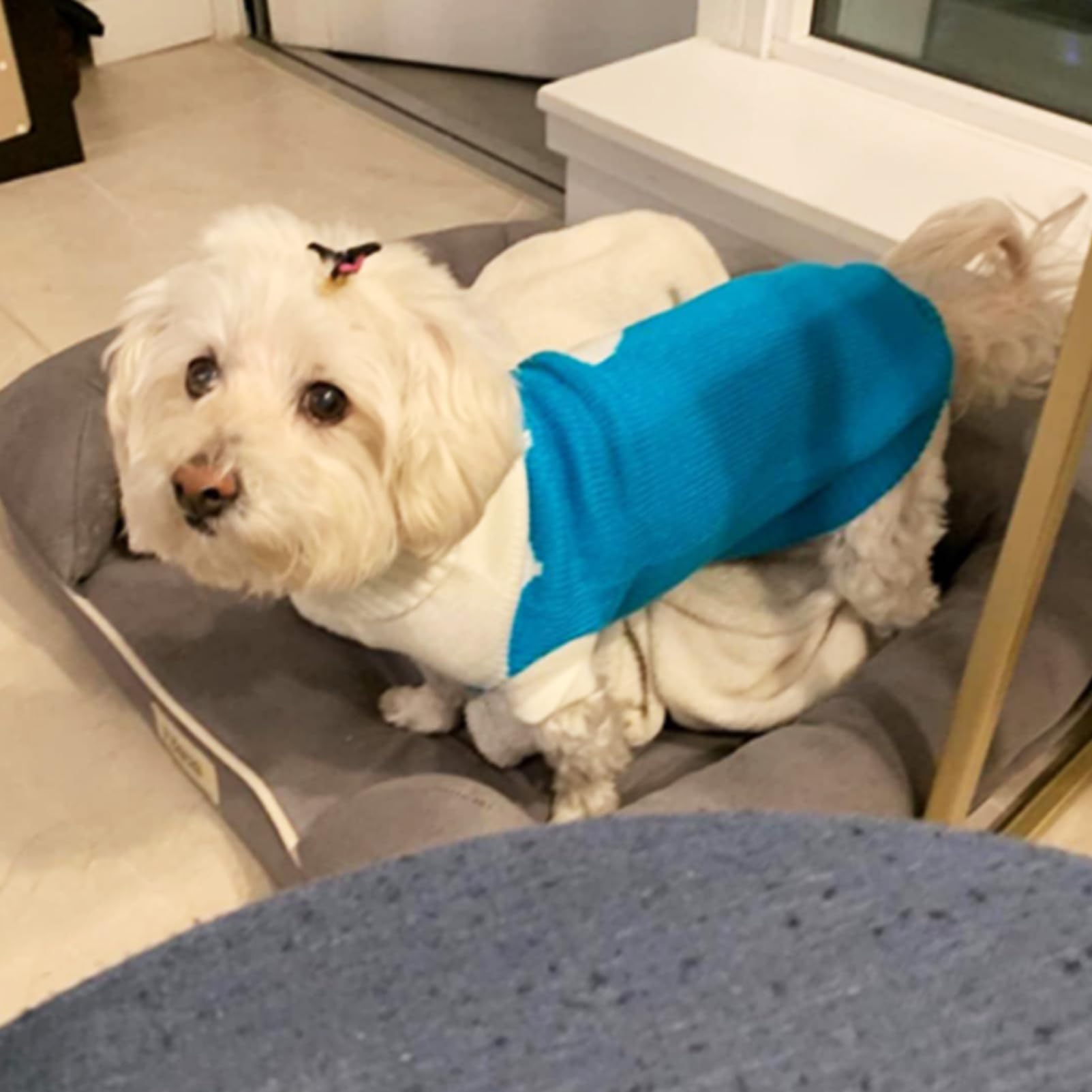 CHBORCHICEN sudadera cuello alto de lana suave para mantener cálido al perro