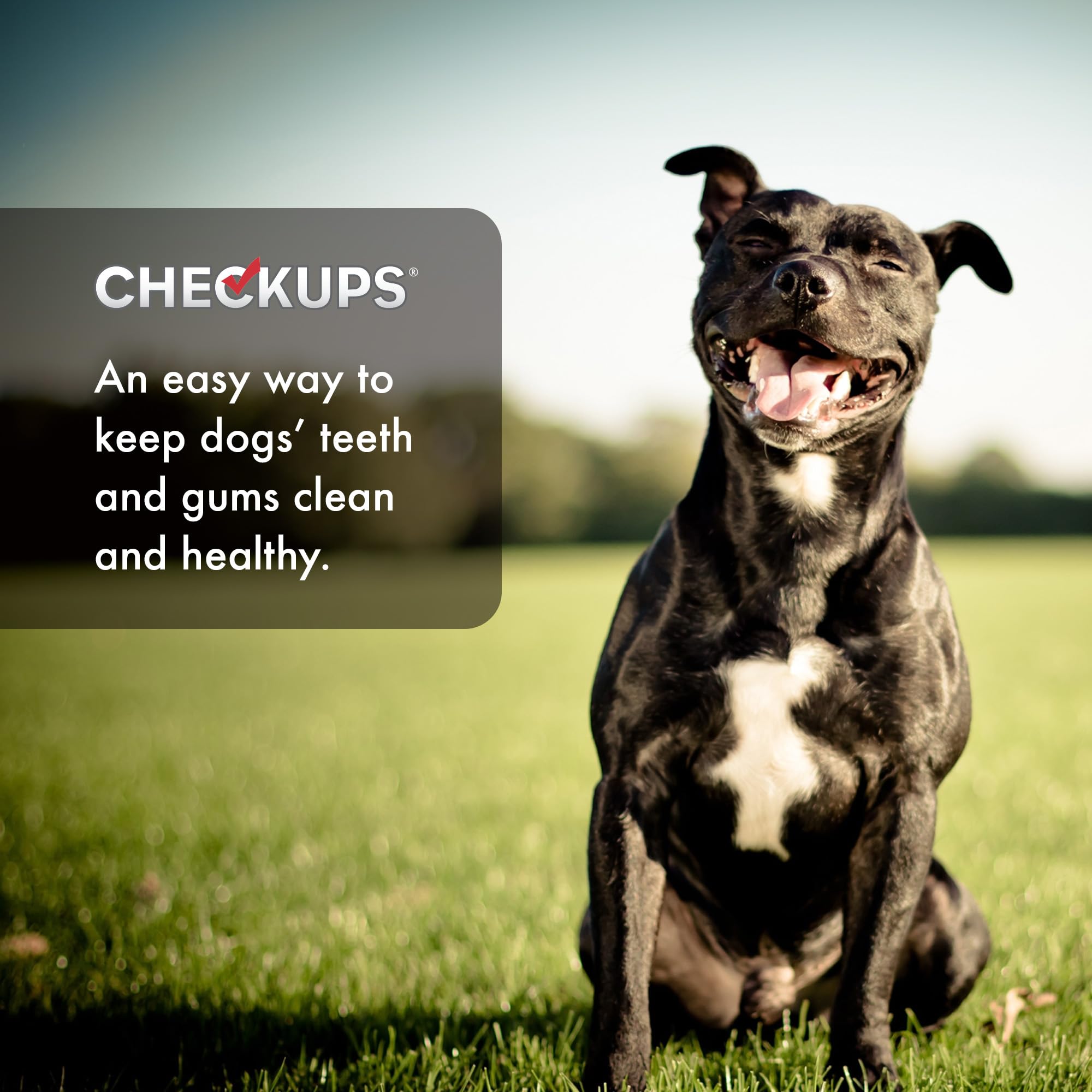 Checkups dentales: fácil de dividir, ideal para perros pequeños