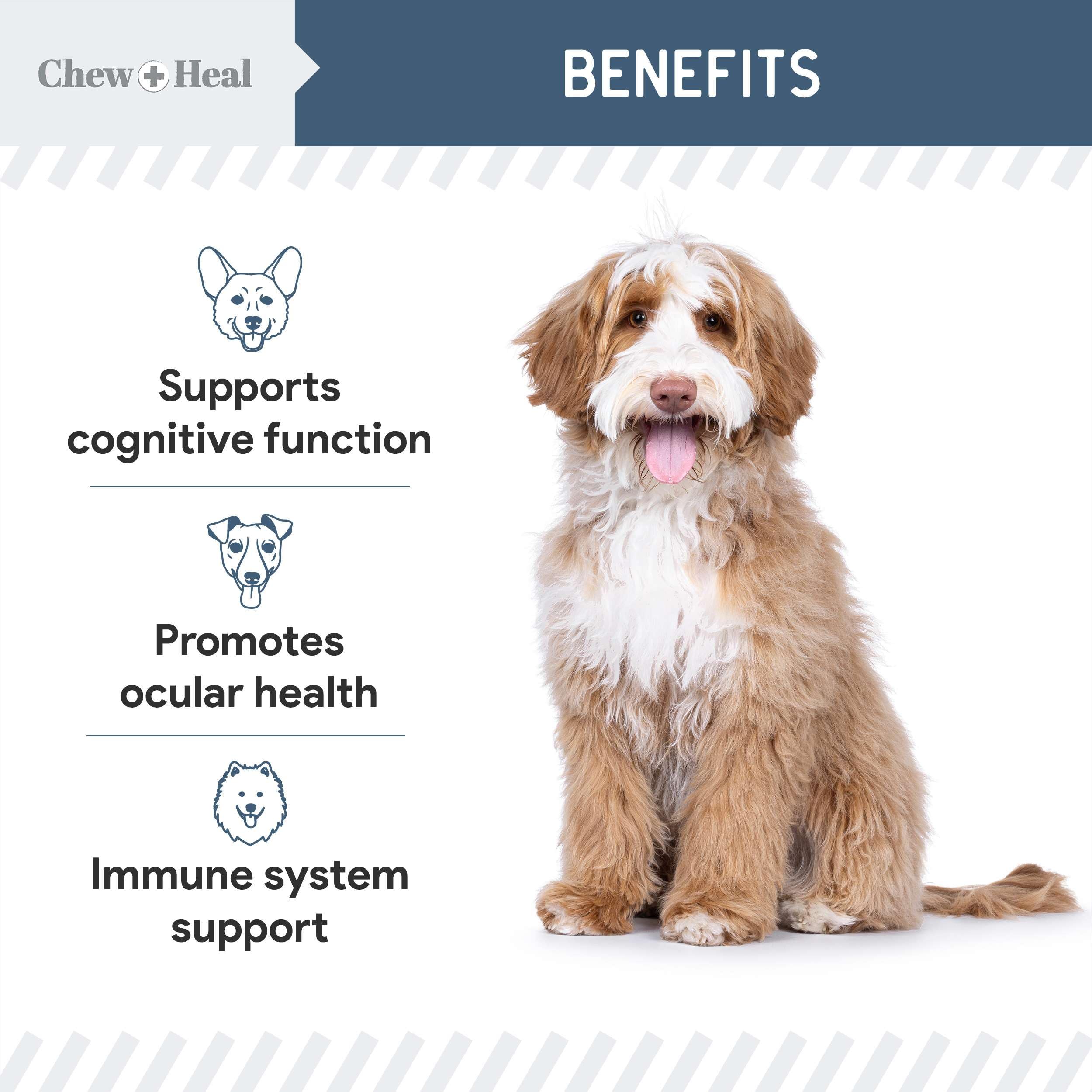 Ginkgo biloba en Chew + Heal Labs, apoyo para cerebro y memoria canina.