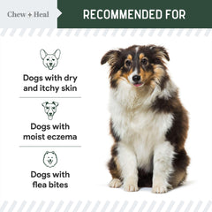 Piel irritada del perro lista para tratamiento con hidrocortisona Chew + Heal Labs