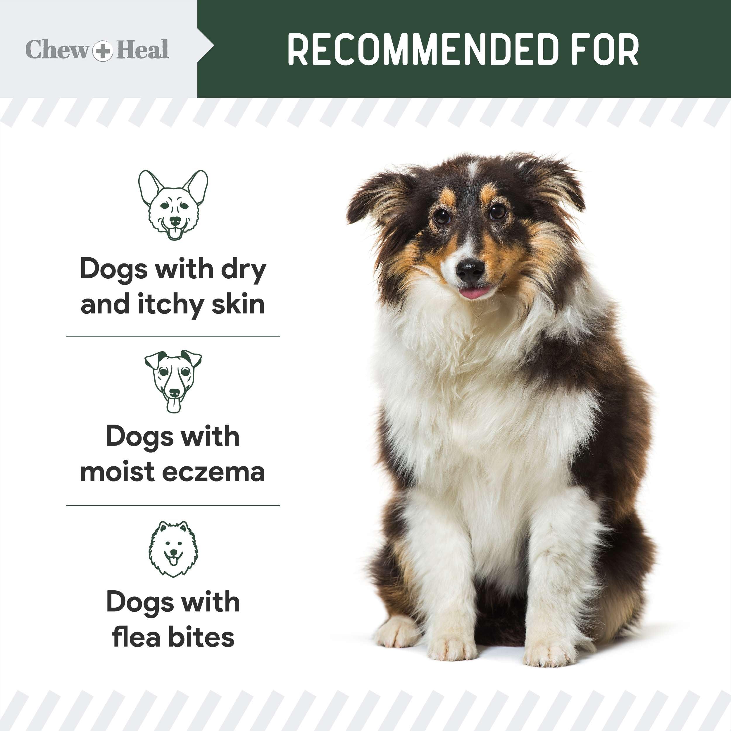 Aplicación localizada de Chew + Heal Labs en zona irritada del perro.