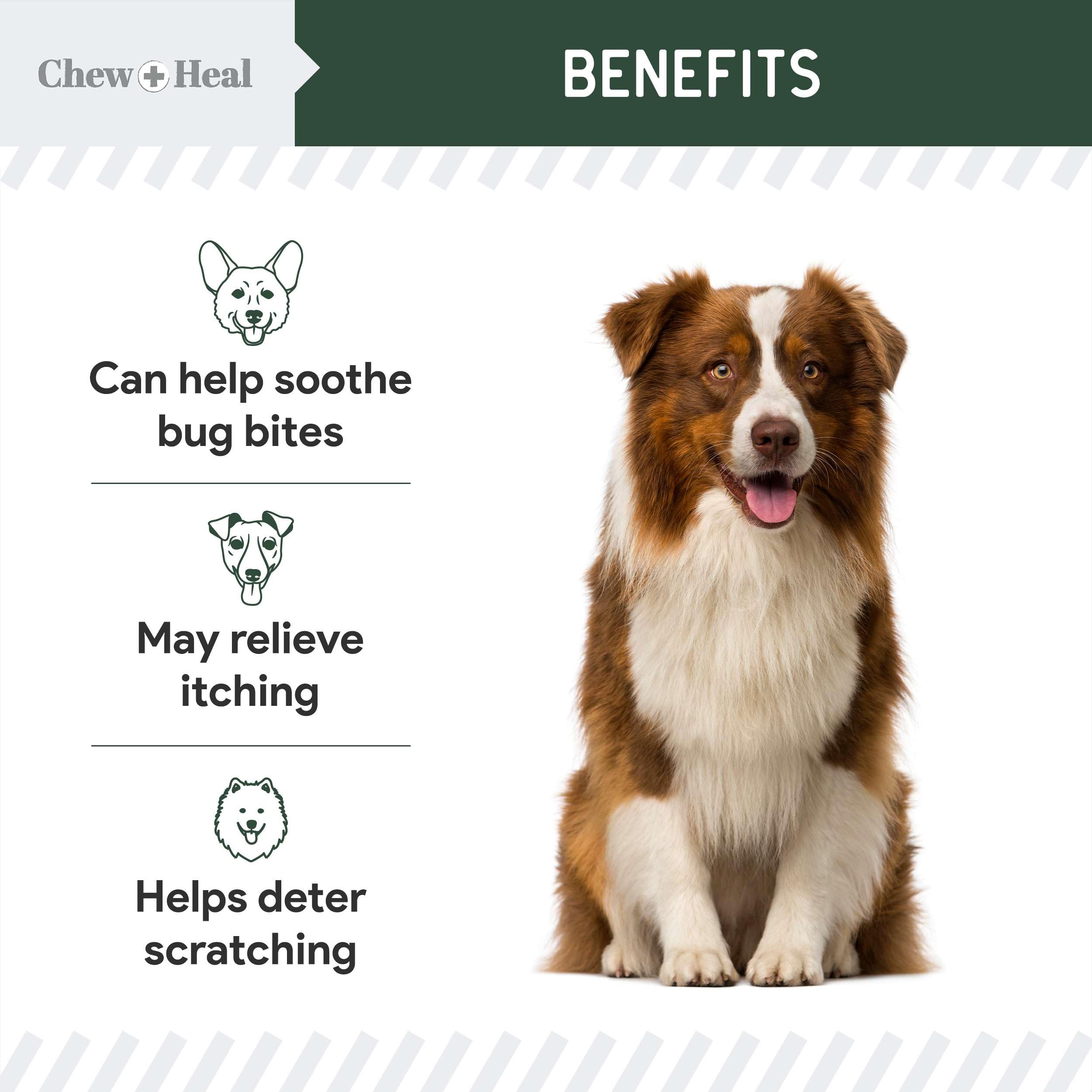 Perro tranquilo tras aplicar Chew + Heal Labs en la piel irritada.
