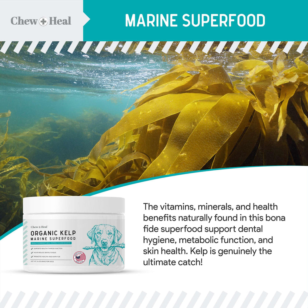 Chew + Heal Labs Kelp, posible ayuda para dientes y aliento más fresco.