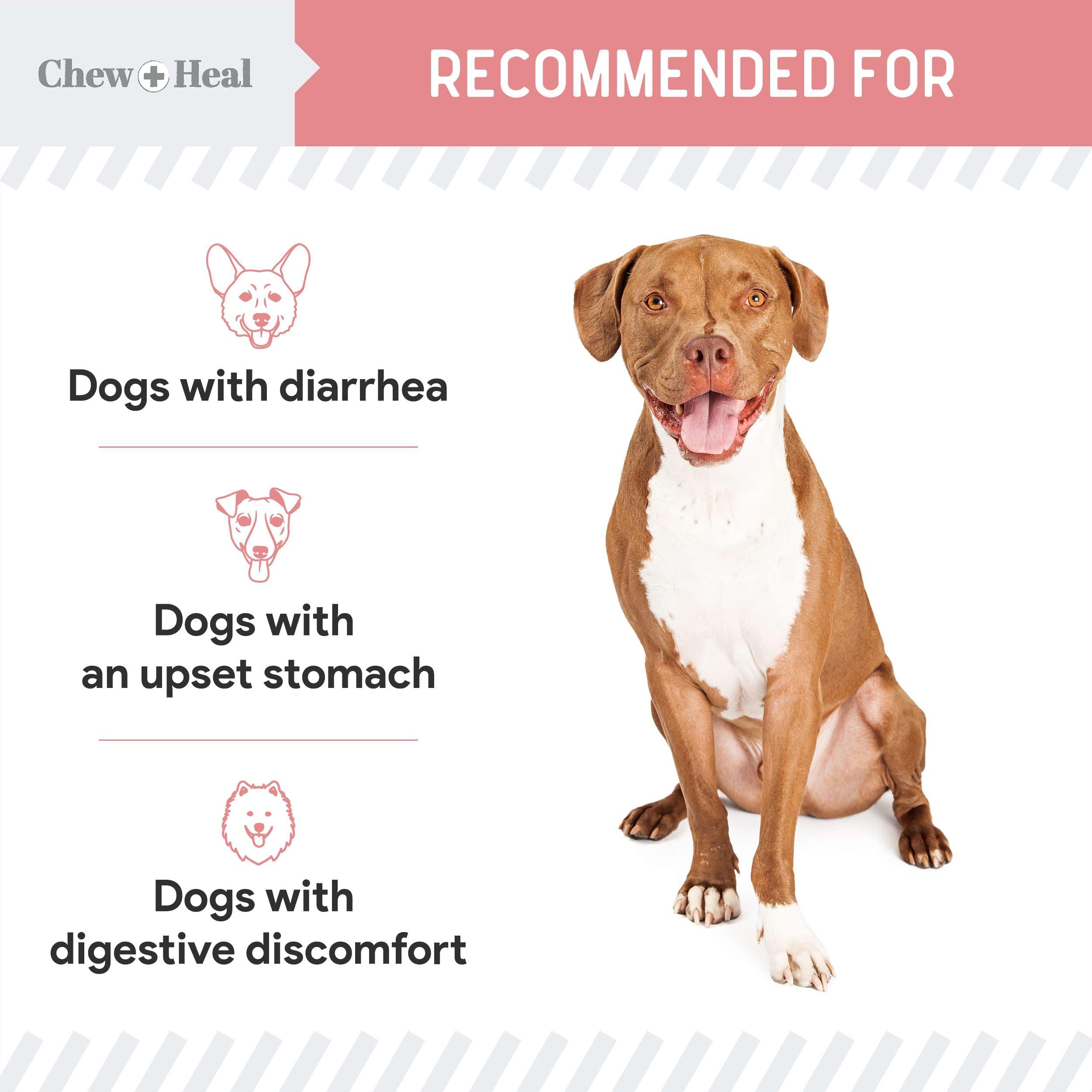 Mezcla fácil en la comida del perro con Chew + Heal Labs.