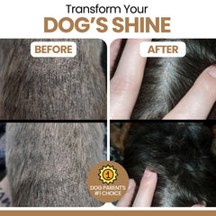 Perro feliz masticando Omega para perros Chew + Heal Labs.