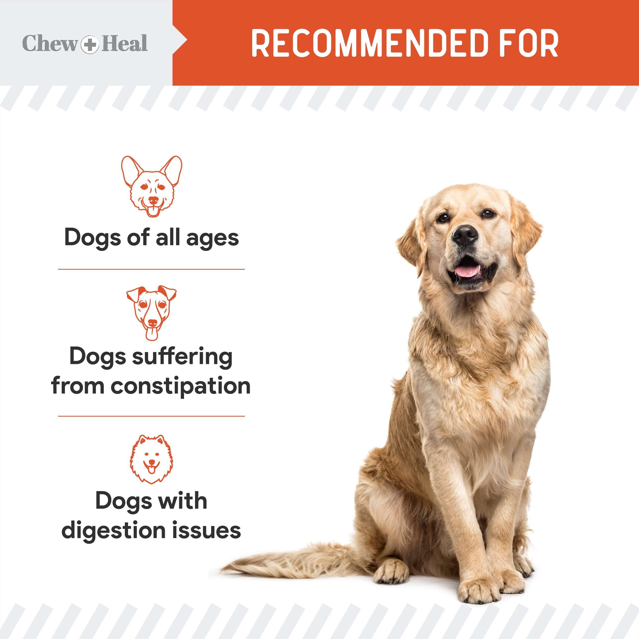 Puré de calabaza para perros usando Chew + Heal Labs.