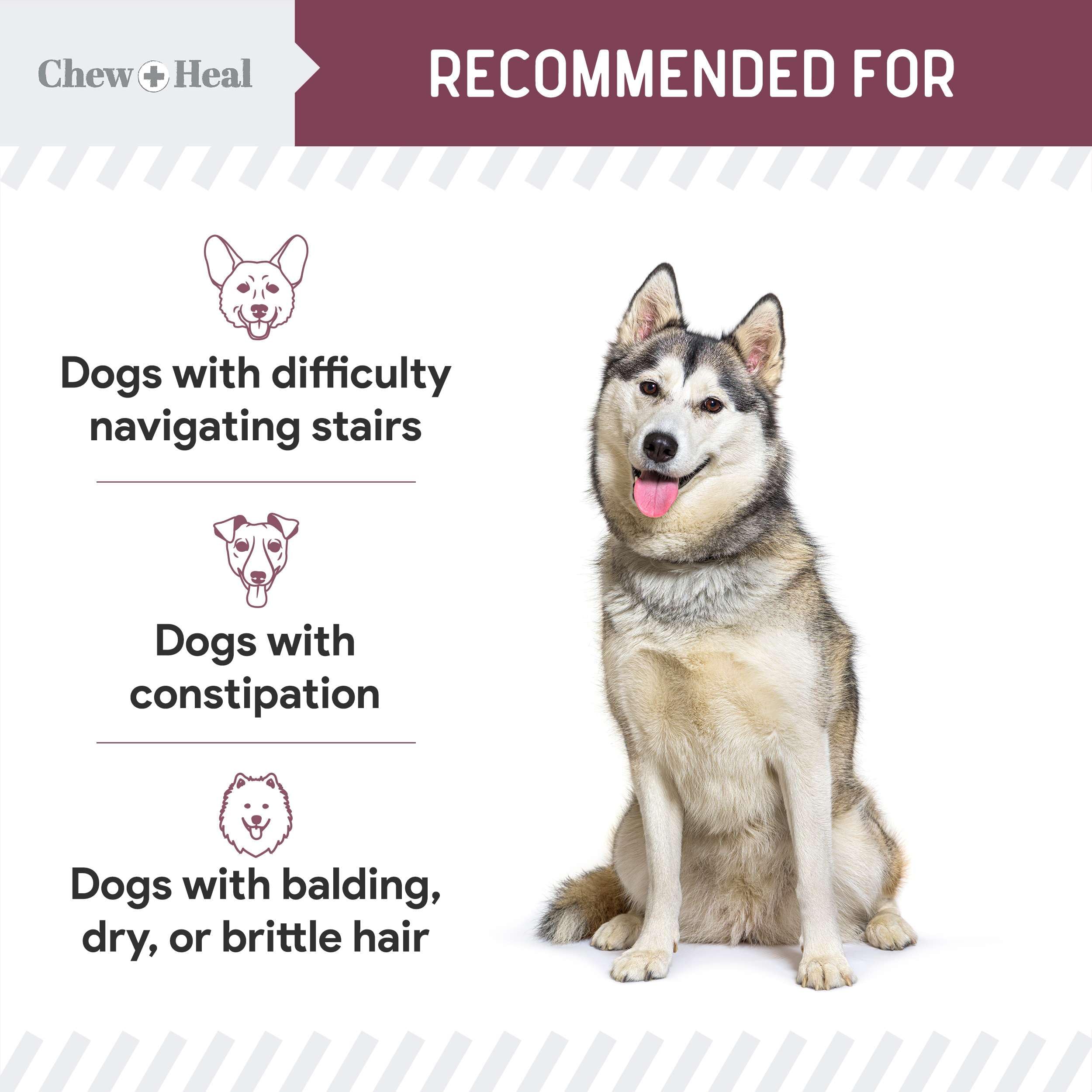 Chew + Heal Labs pelaje brillante y piel saludable en perros senior.