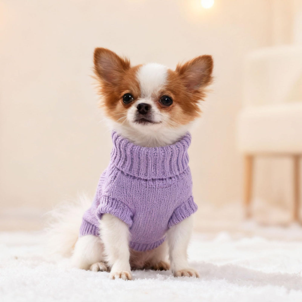 Chihuahua suéter cuello alto, tejido grueso para clima frío.