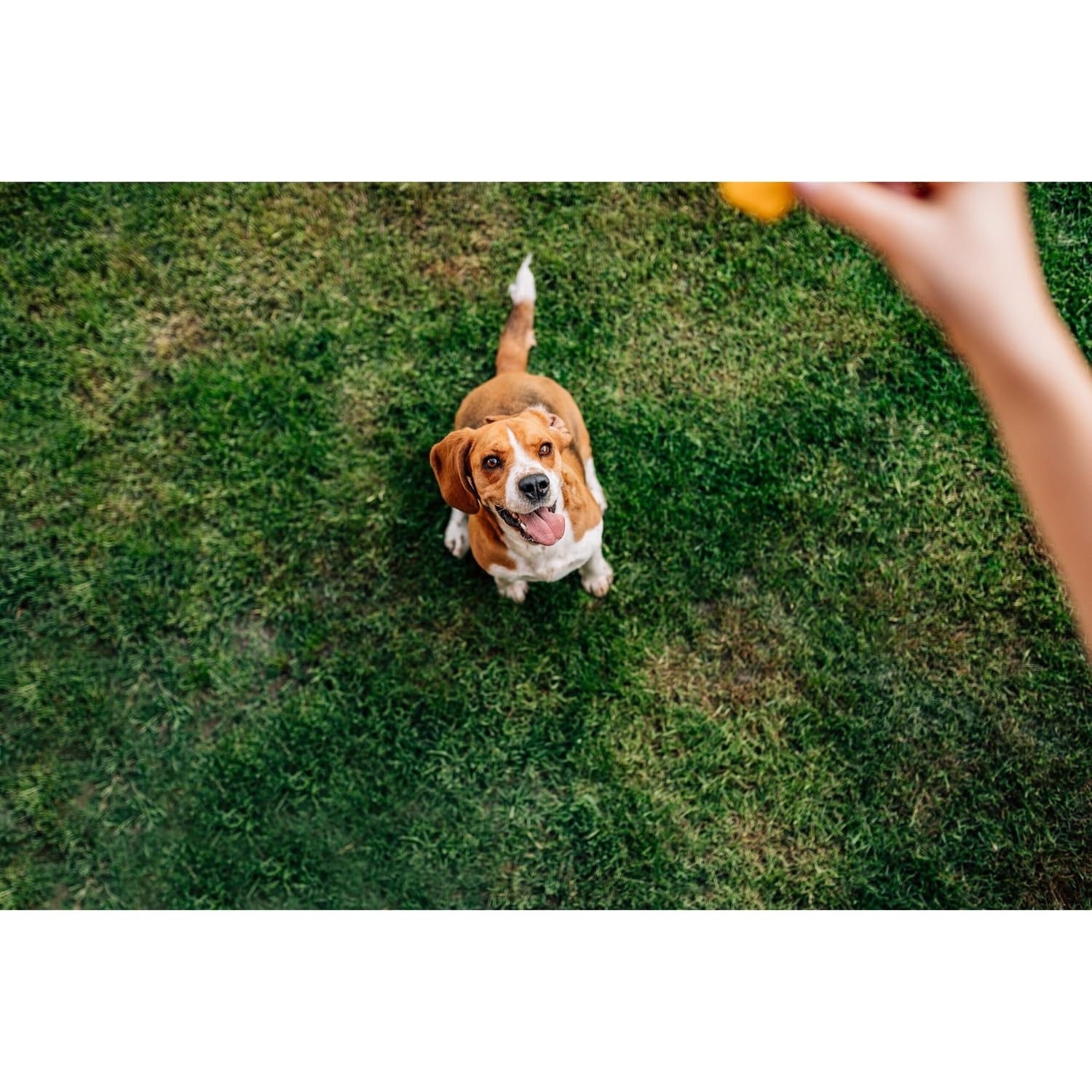 Chip's Naturals Doggie Chicken Chips, almacenamiento seguro con cierre para frescura.