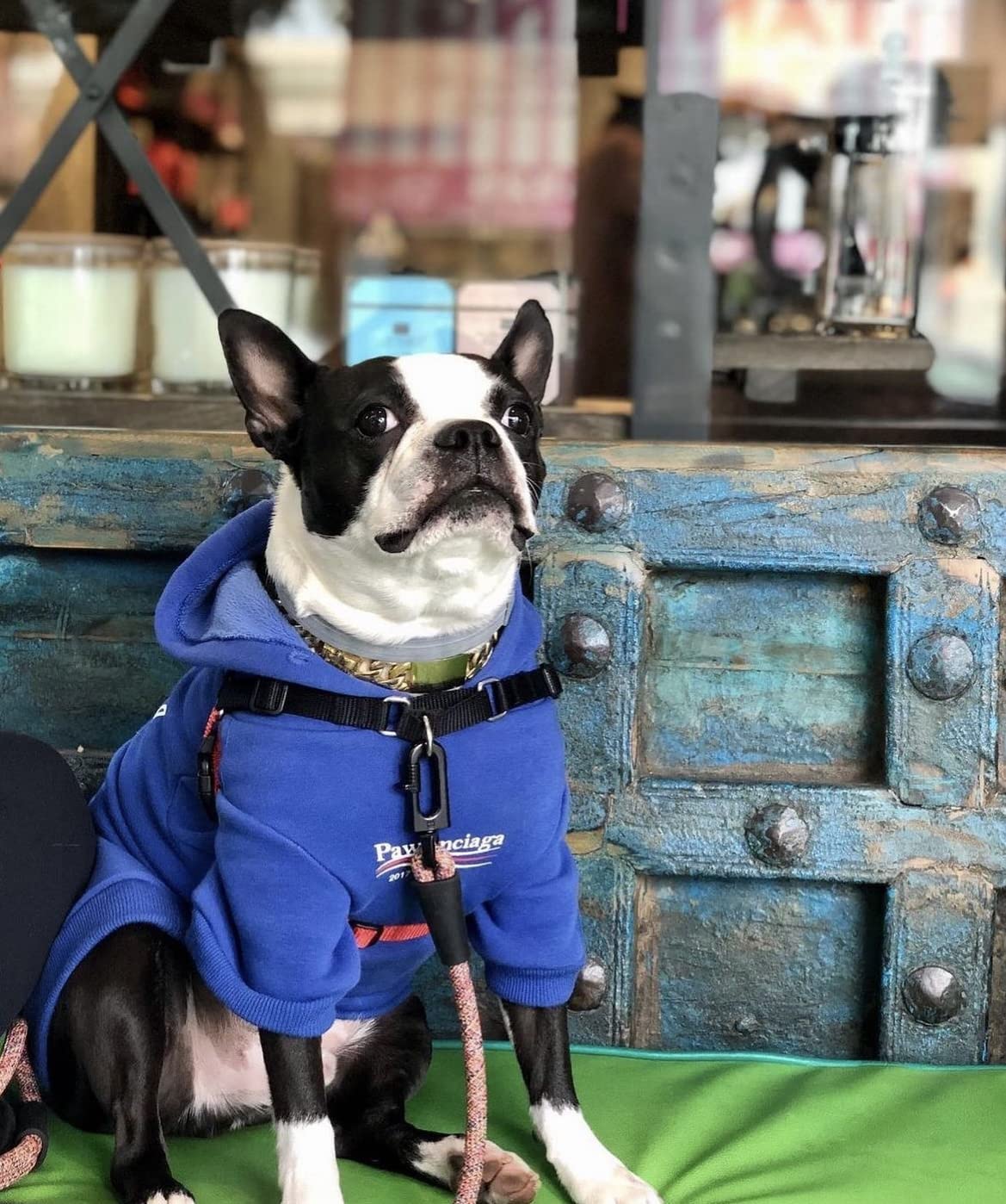 ChoChoCho sudadera azul para perro, vista trasera, estilo urbano para salidas diarias.
