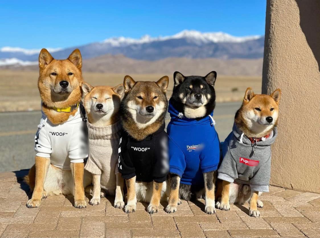 ChoChoCho paseo urbano exterior, conjunto para mascotas, estilo para salidas diarias.