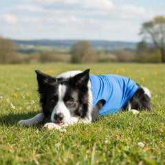 Chol&Vivi camiseta rosada para perros, suave descanso tras caminatas.