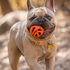 Chuckit! Air Fetch Ball uso como premio de entrenamiento para motivar al perro.