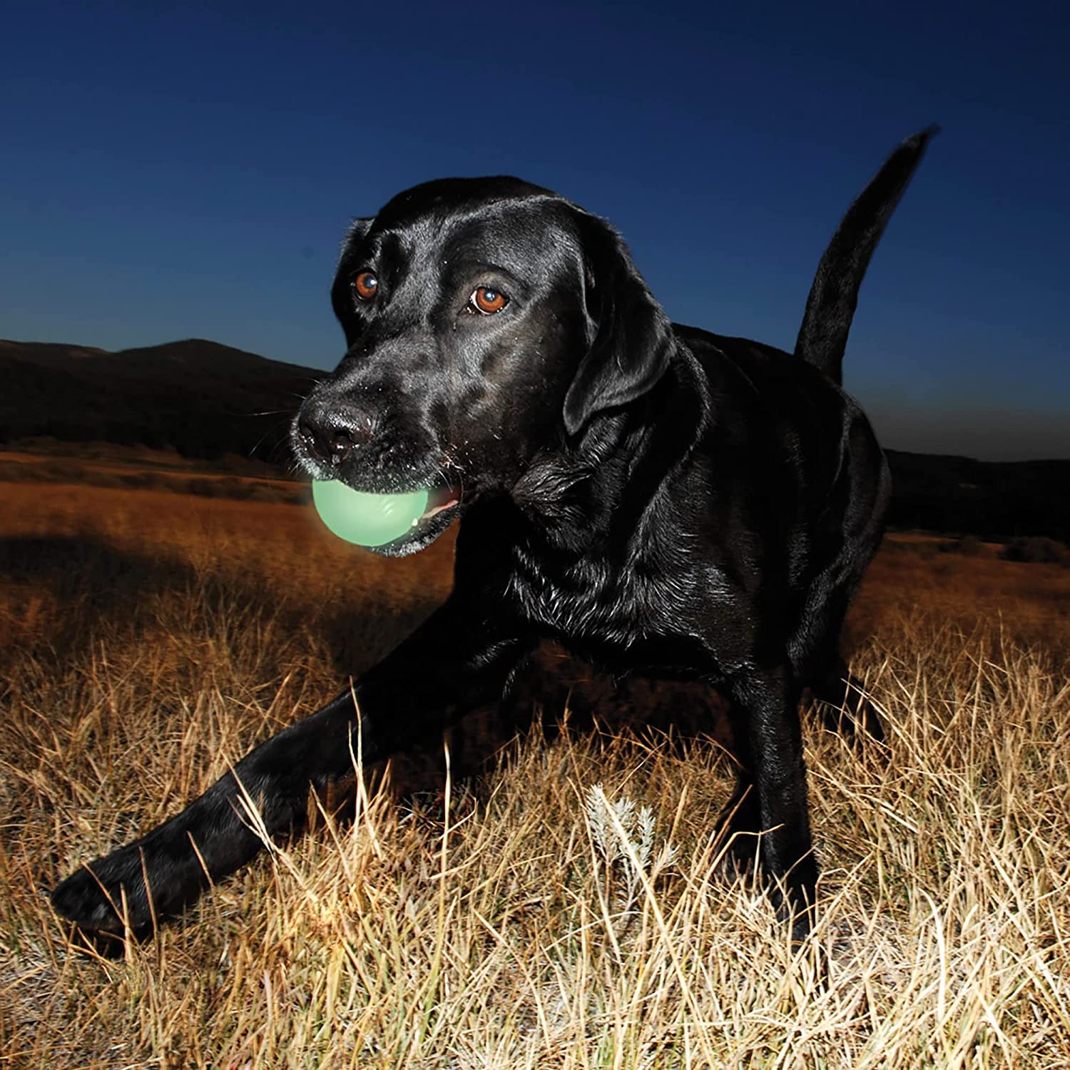 Chuckit! bola duradera para perros que muerden con seguridad.