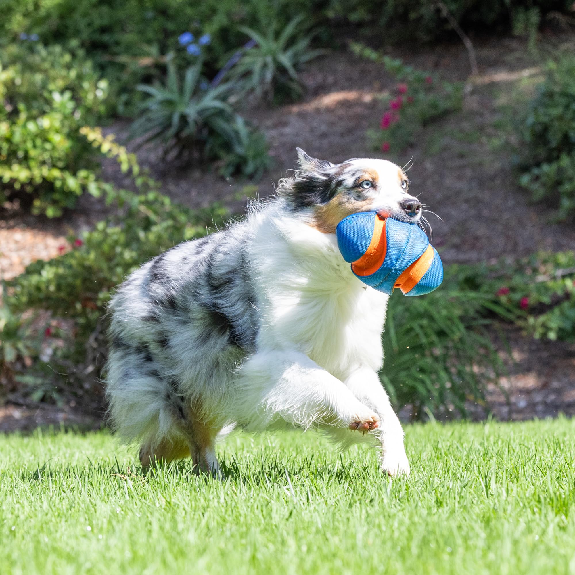 Chuckit! Giggle Fumble apto para todas las razas y tamaños