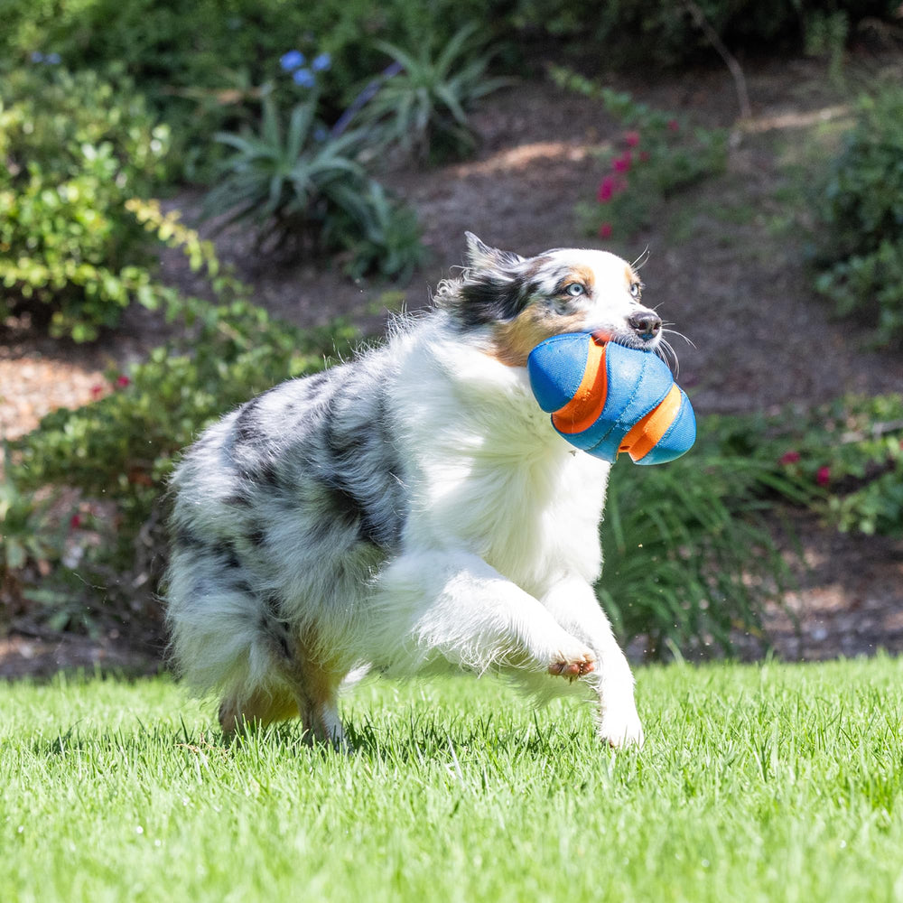 Chuckit! Giggle Fumble apto para todas las razas y tamaños