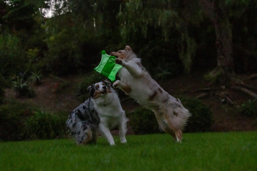 Chuckit! Glow Squirrel juguete ligero para actividades al aire libre