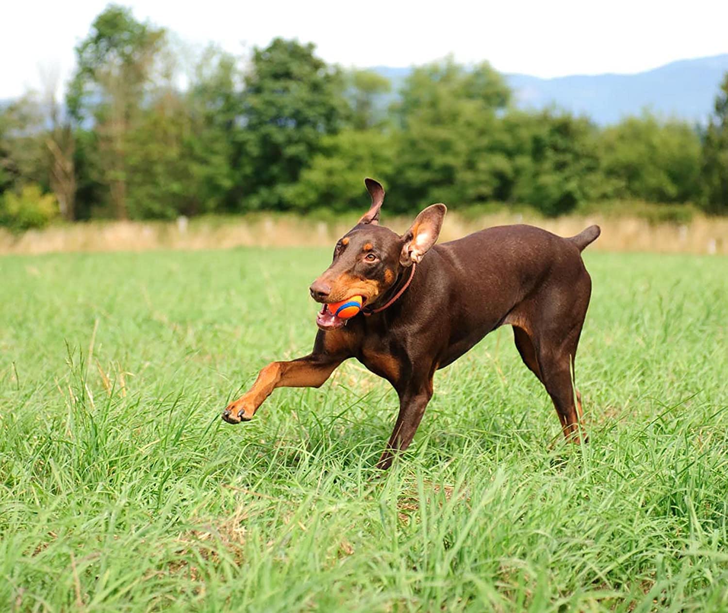 Chuckit! Juguete perro XL juego-aire-libre, ideal para parques