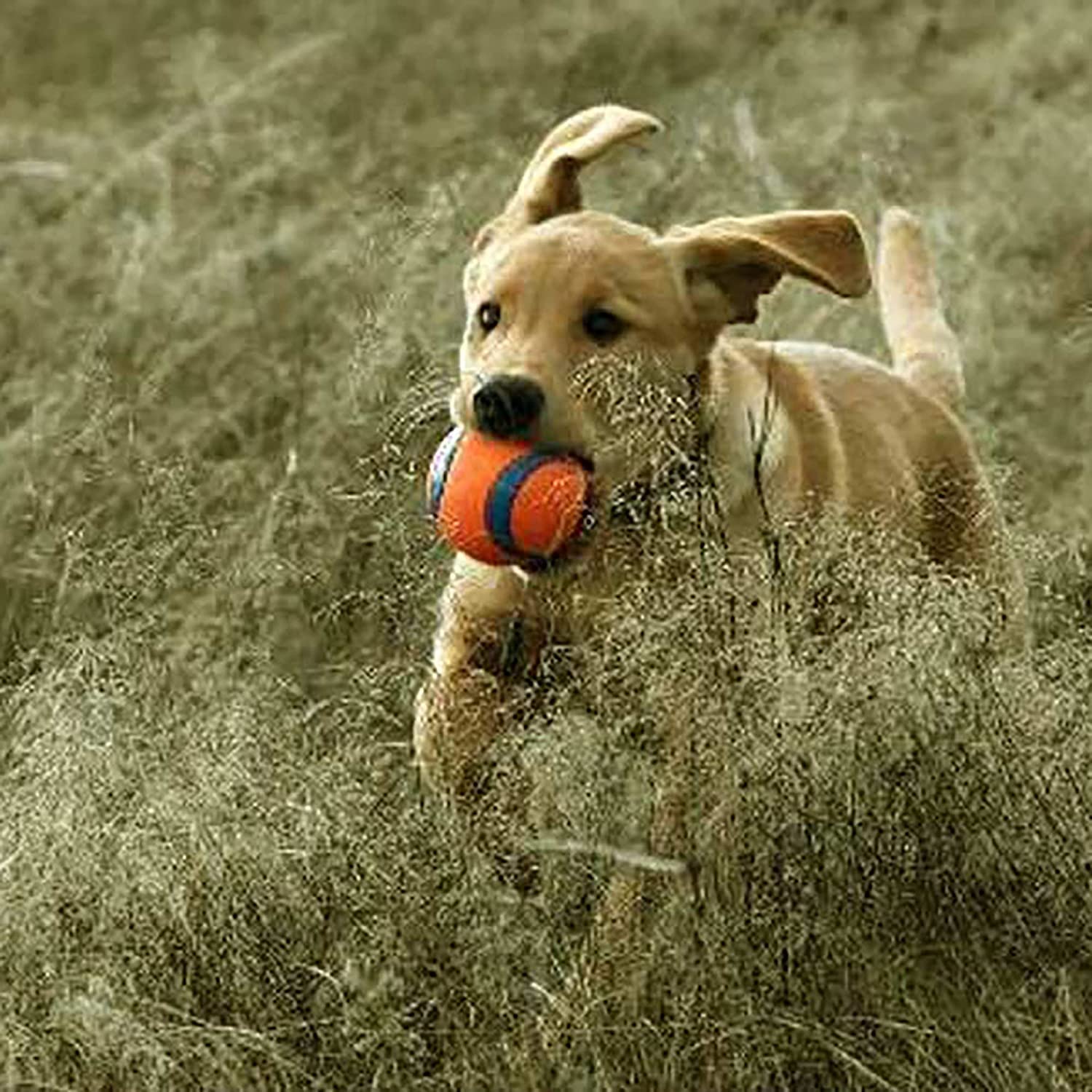 Chuckit! Juguete perro XL vista-lateral, diseño llamativo para perros grandes