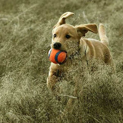 Chuckit! Juguete perro XL vista-lateral, diseño llamativo para perros grandes