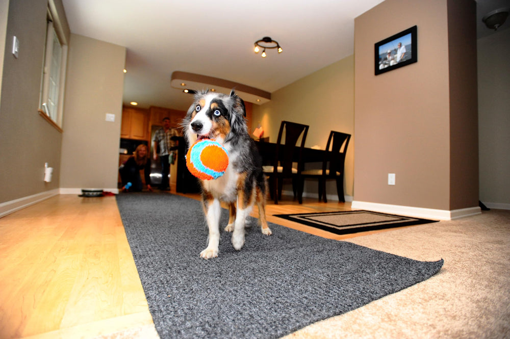 Bola Chuckit! para perros pequeños y grandes dentro de casa.