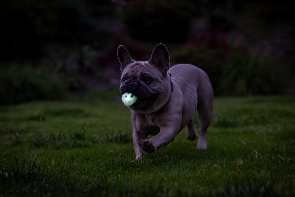 Chuckit! Pelota de 2 pulgadas para perros de 0-20 libras.