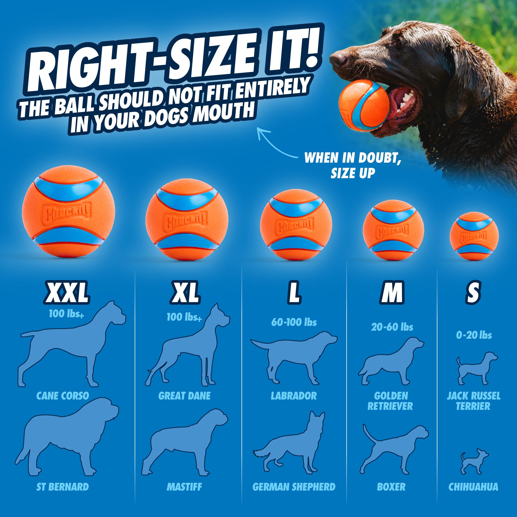 Uso en interiores y exteriores para perros activos