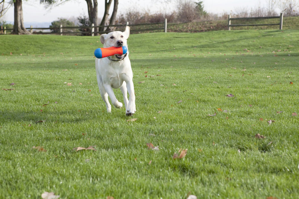 ChuckIt! Tumble Bumper estimula el juego interactivo entre dueño y perro.