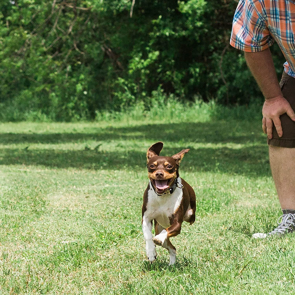 Chuckit! Ultra Squeaker Ball ideal para entrenamiento y juego activo.