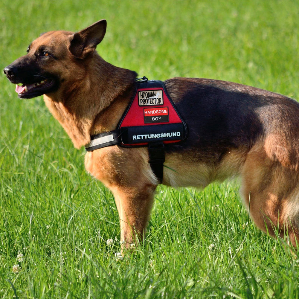 Parche Chunyin bordado, reutilizable en entrenamiento canino.
