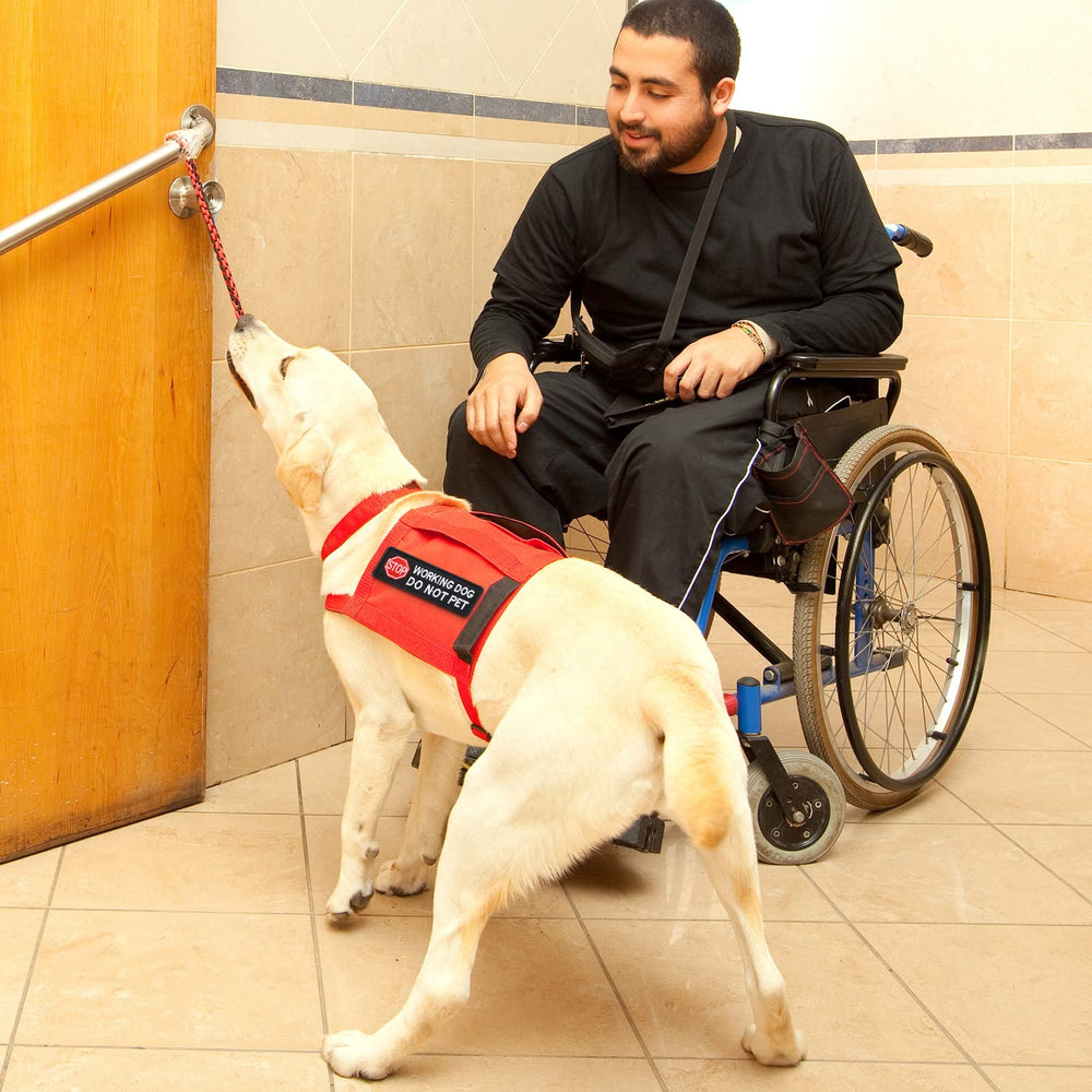 Parche Chunyin para accesorios caninos, fácil de quitar.