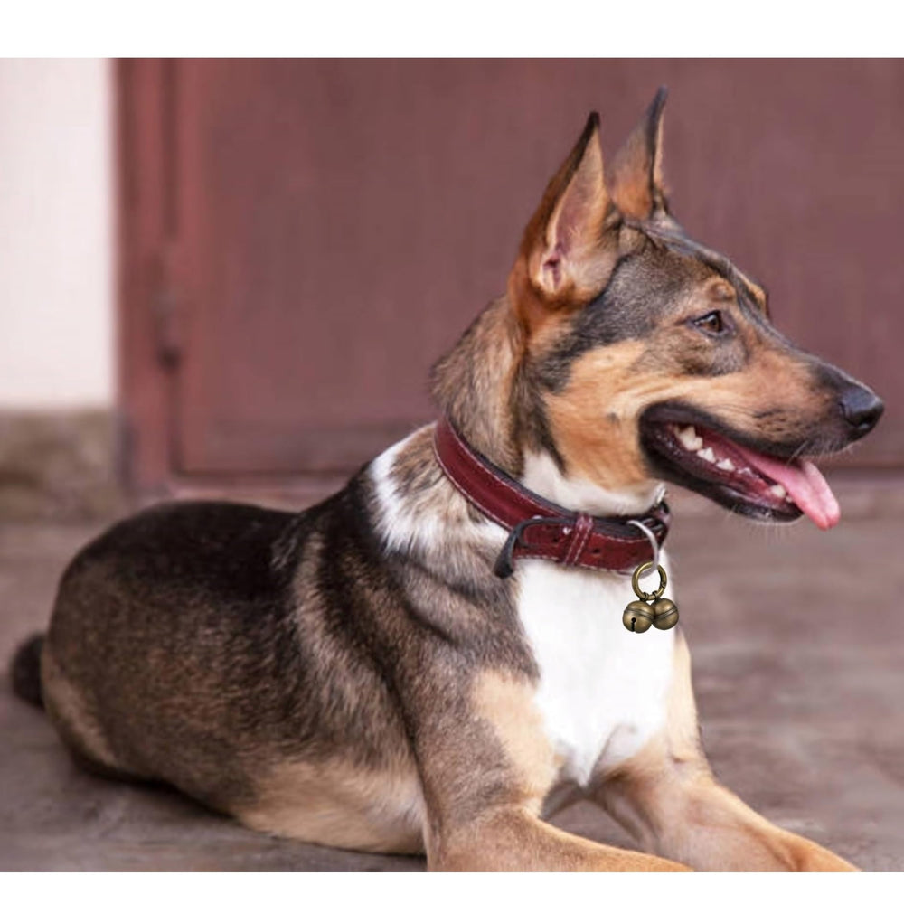 Fácil de usar para gatos y perros de todos los tamaños con Chyobo.