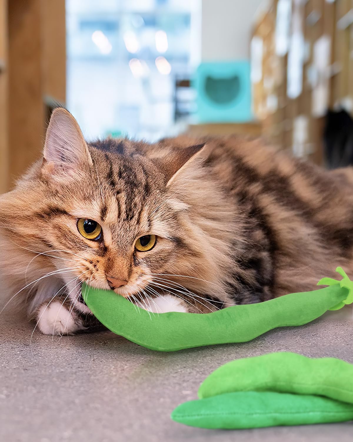Regalo perfecto para amantes de gatos con felinos curiosos.