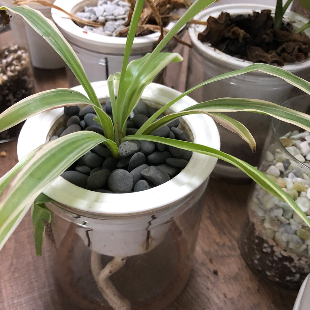 CJGQ piedras decorativas para exteriores y jardines