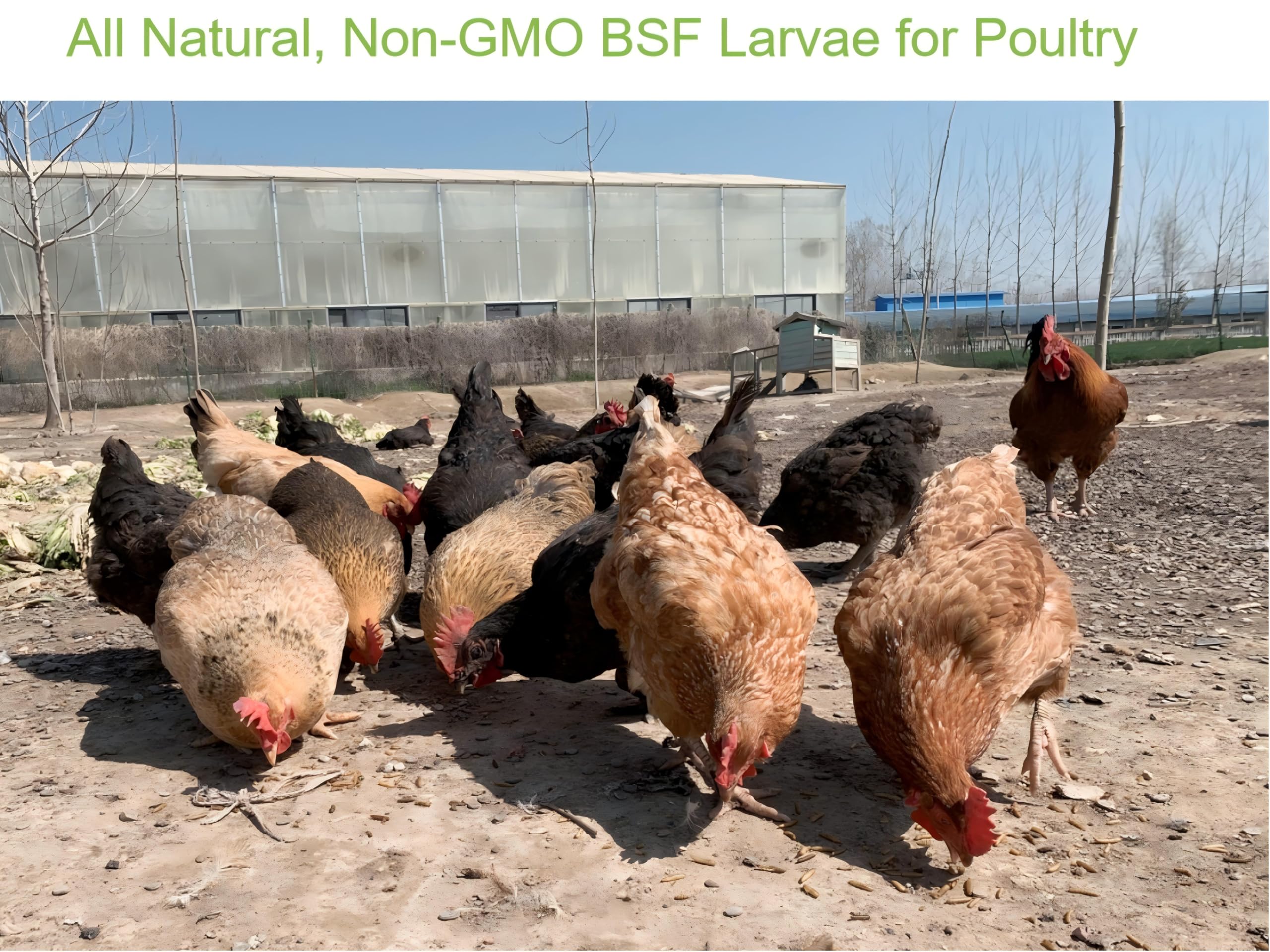 Classic Flock: primer plano de larvas mosca negra, rico en proteína