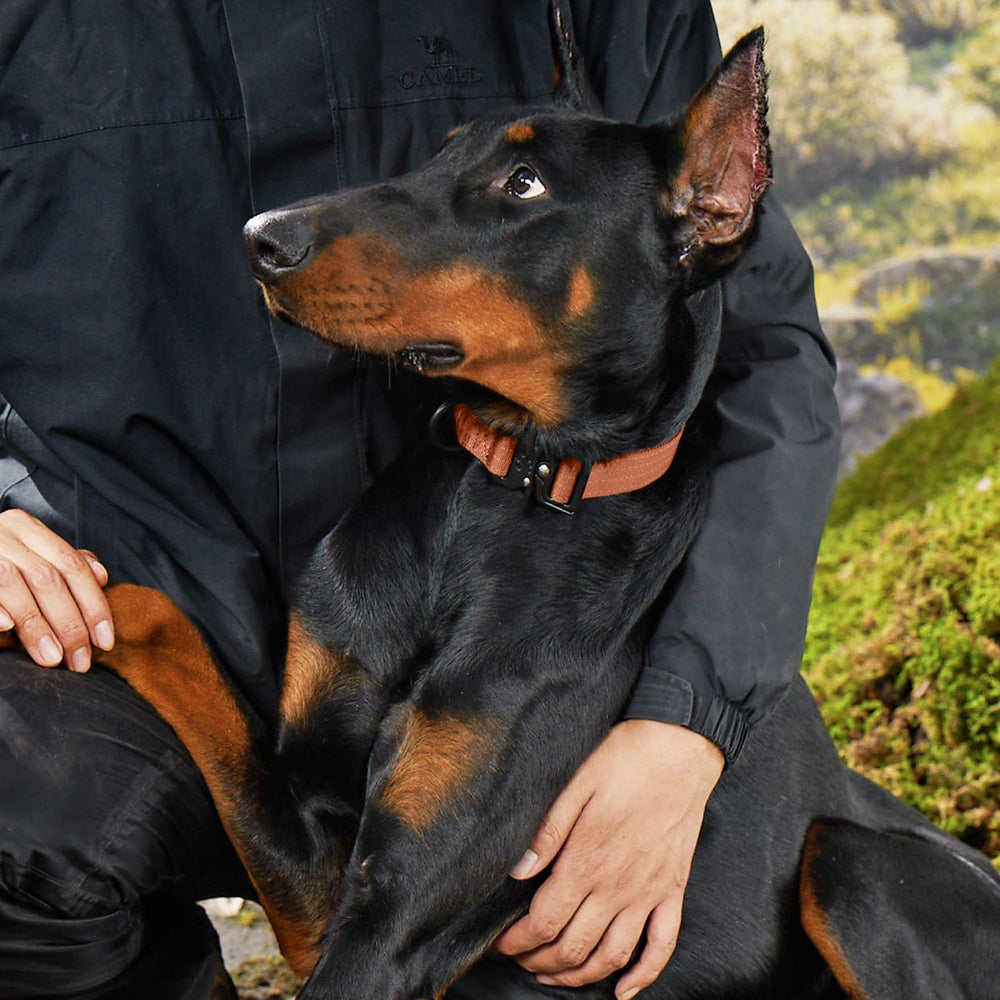 Clepaws collar con anilla extra para identificación y localización de seguridad.