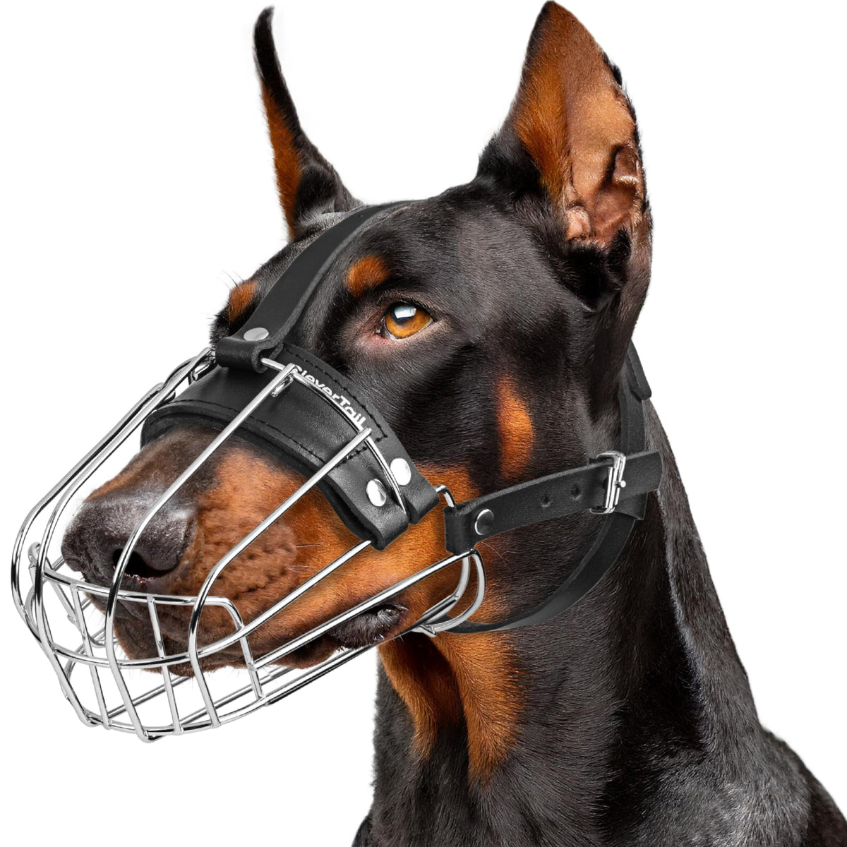 CleverTail mordaza metálica para doberman con ajuste perfecto.