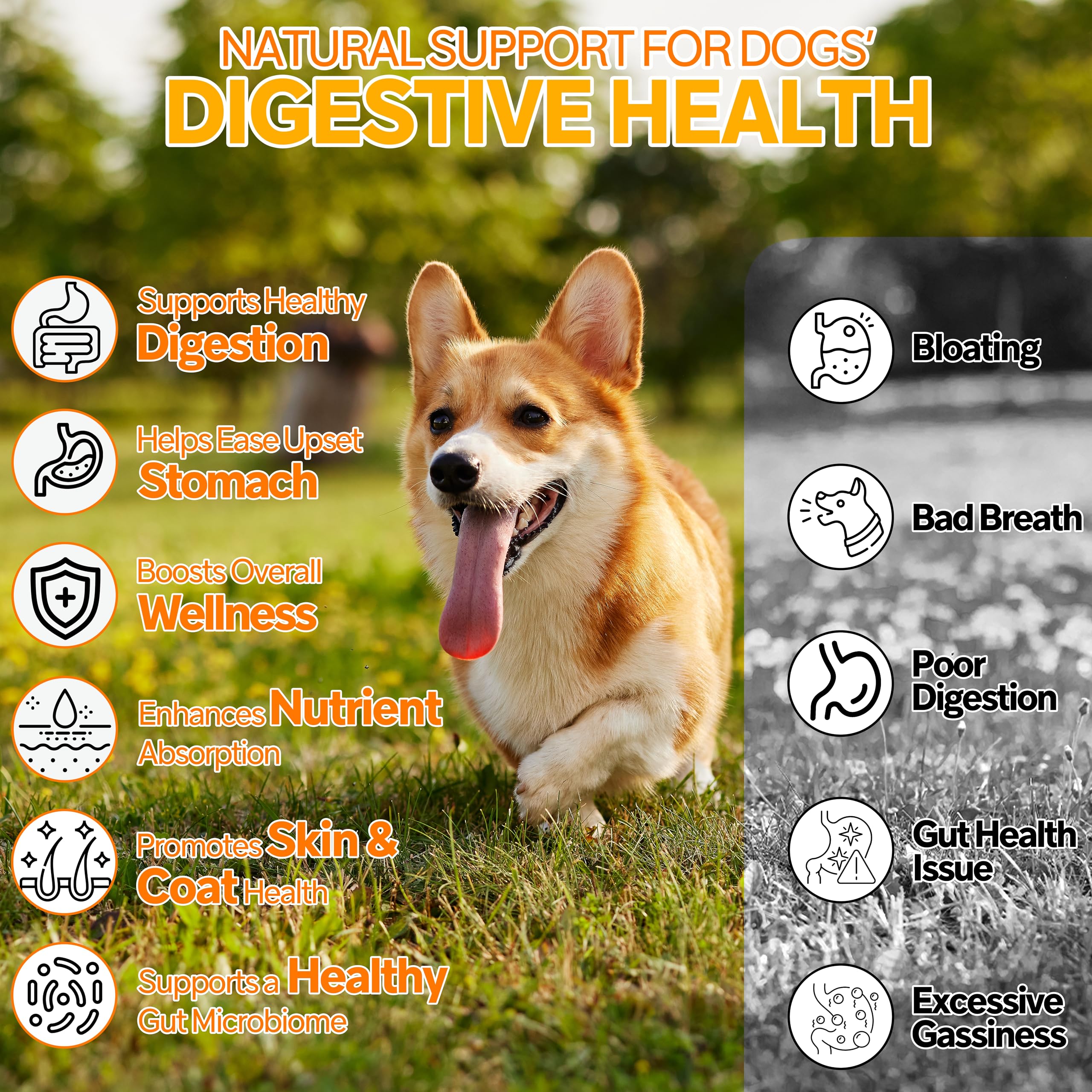 Cnido Petteri probióticos para perro – prebióticos para microbiota equilibrada
