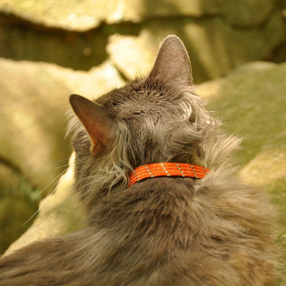 Elasta Cat adorno reflectante añade seguridad y estilo