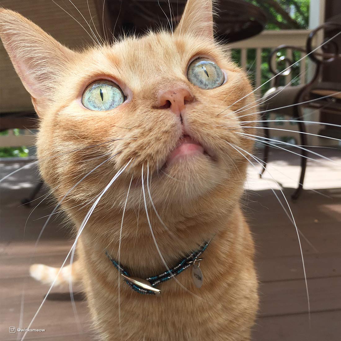 Elasta Cat diseño de seguridad para uso diario