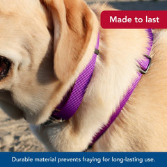 Collar Coastal Pet con ajuste cómodo morado para perros activos.