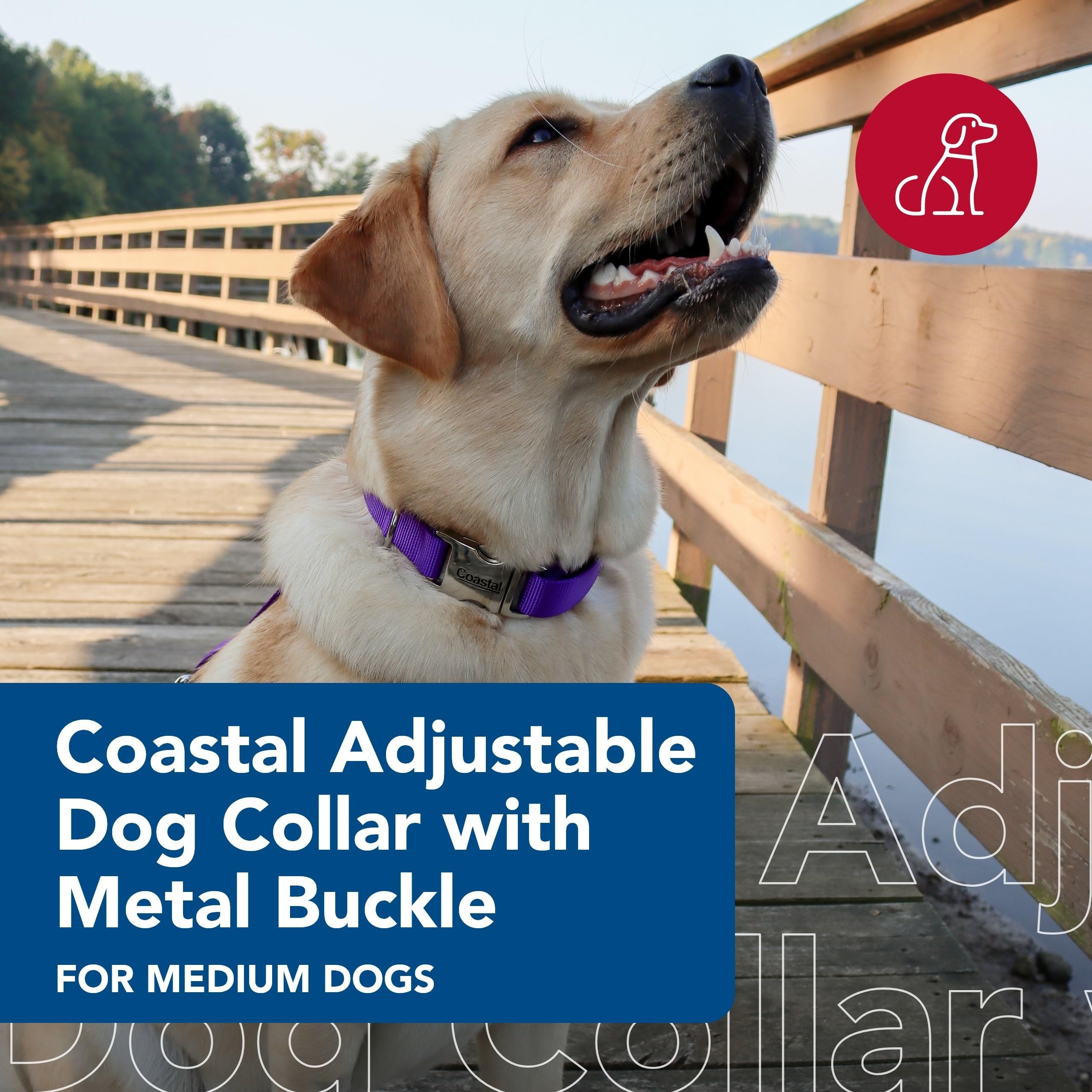 Collar Coastal Pet resistente al desgaste morado para uso diario.