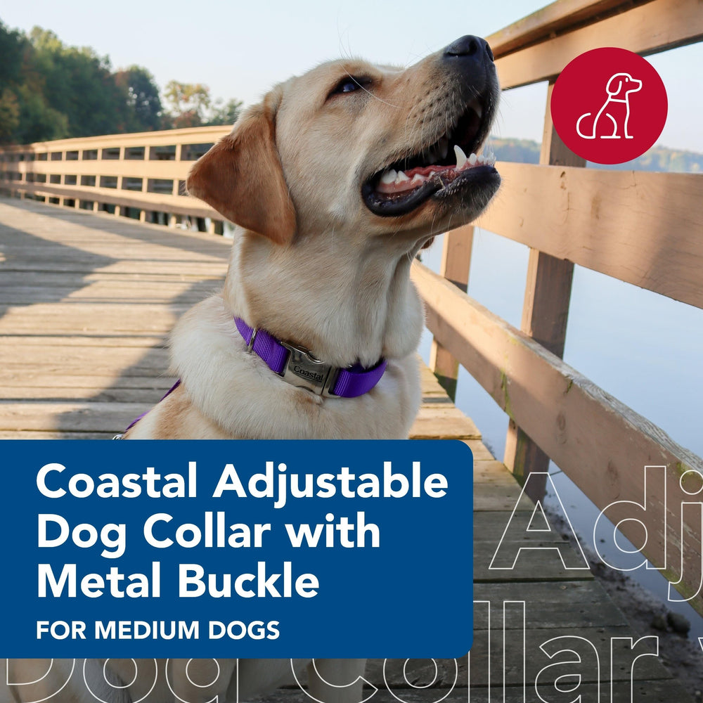 Collar Coastal Pet resistente al desgaste morado para uso diario.